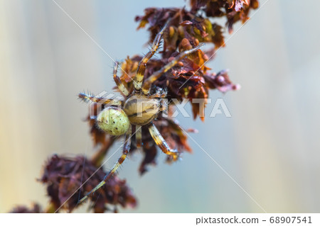 Cucumber green spider on grass in forest Cucumber green spider on grass in forest 68907541