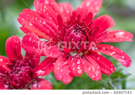 Closeup of red flowers of Chrysanthemum morifolium 68907543