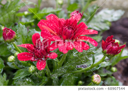 Closeup of red flowers of Chrysanthemum morifolium 68907544
