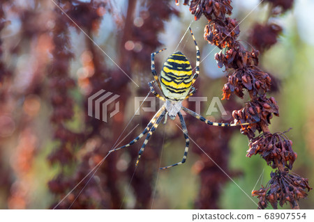 Argiope bruennichi (wasp spider) on web 68907554