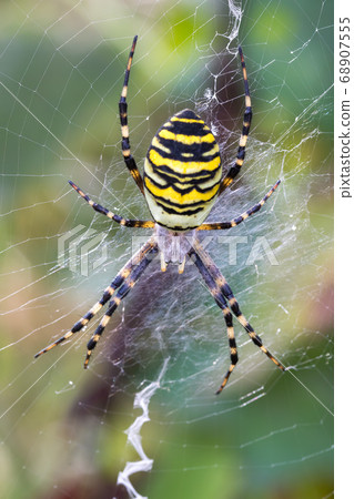 Argiope bruennichi (wasp spider) on web Argiope bruennichi (wasp spider) on web 68907555