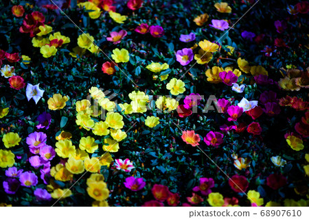 colorful flower in the park colorful flower in the park 68907610