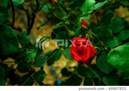 A red rose A red rose 68907833