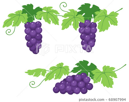 Grapes illustration set Grapes illustration set 68907994
