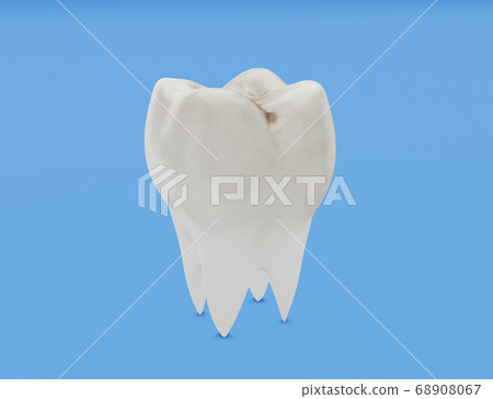 molar tooth 3d