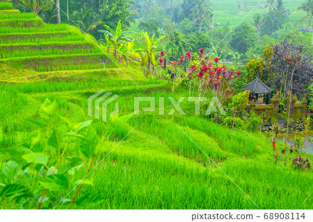 Rice Field Terraces and a Small Temple Surrounded by Flowers 68908114