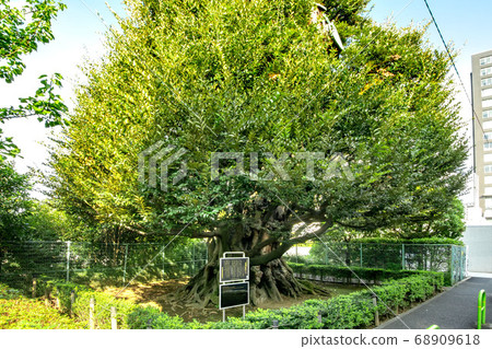 Shii of the former Hosokawa House in Takanawa, Minato-ku Shii of the former Hosokawa House in Takanawa, Minato-ku 68909618