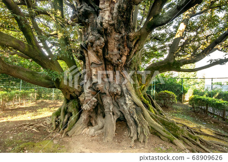 Shii of the former Hosokawa House in Takanawa, Minato-ku Shii of the former Hosokawa House in Takanawa, Minato-ku 68909626