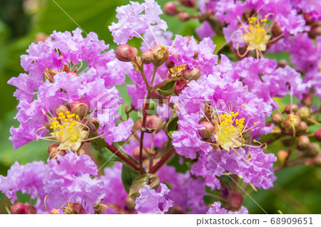Crape myrtle Crape myrtle 68909651