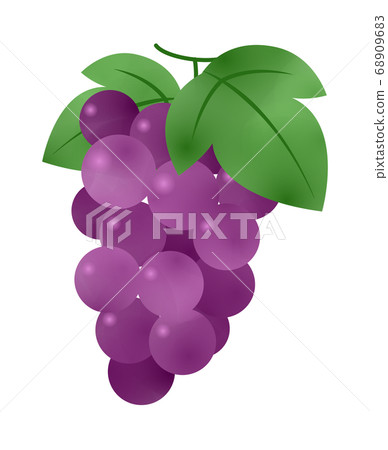 Grape Grape 68909683
