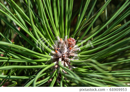 Young male flower of pine 68909953