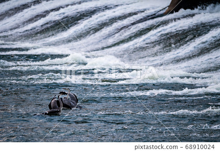 Wild Egret Egret inhabiting the Shiraishi dam in Tamana 68910024