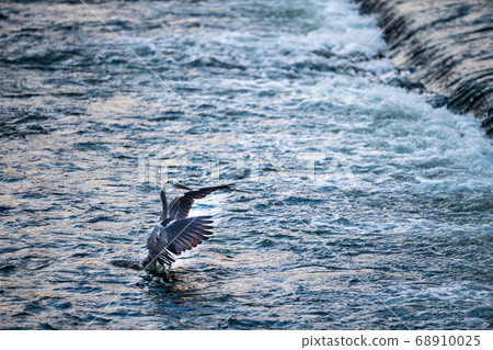 Wild Egret Egret inhabiting the Shiraishi dam in Tamana Wild Egret Egret inhabiting the Shiraishi dam in Tamana 68910025