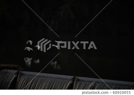 Wild Egret Egret inhabiting the Shiraishi dam in Tamana Wild Egret Egret inhabiting the Shiraishi dam in Tamana 68910055