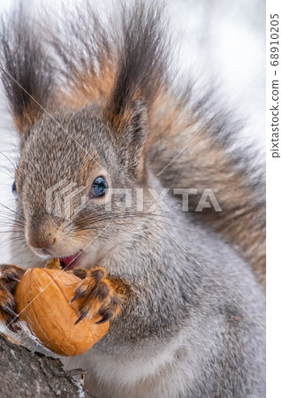 Portrait of a squirrel with nut in winter or autumn 68910205