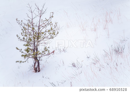Young pines in the winter forest 68910328