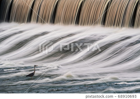 Wild Egret Egret inhabiting the Shiraishi dam in Tamana Wild Egret Egret inhabiting the Shiraishi dam in Tamana 68910693