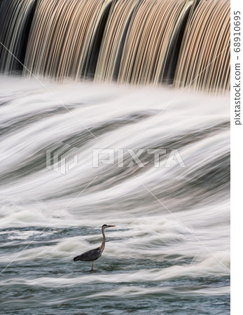 Wild Egret Egret inhabiting the Shiraishi dam in Tamana Wild Egret Egret inhabiting the Shiraishi dam in Tamana 68910695
