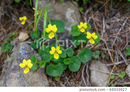 長海山，高山植物 68910927