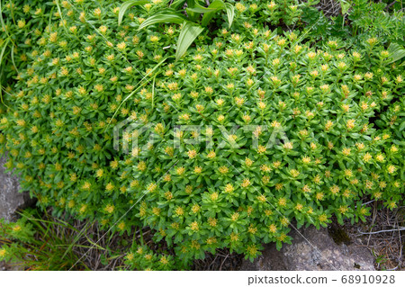 長海山高山植物 68910928