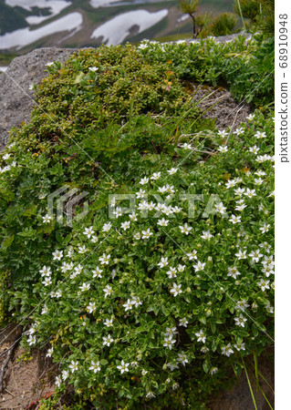 長海山高山植物 長海山高山植物 68910948