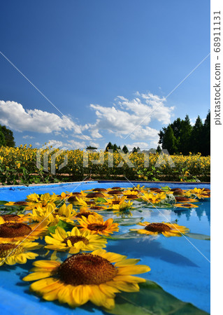 向日葵和花園漂浮在水中 68911131