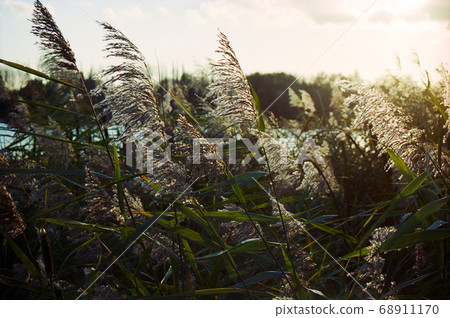 Reed in warm sunlight Reed in warm sunlight 68911170