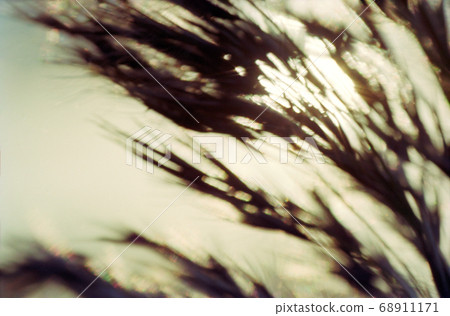 Reed in warm sunlight Reed in warm sunlight 68911171
