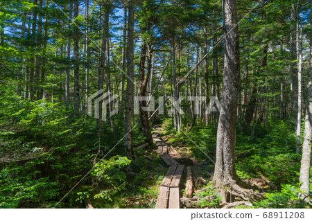 從Makusa Pass到Chausu山(Yatsugatake)的山路 從Makusa Pass到Chausu山(Yatsugatake)的山路 68911208