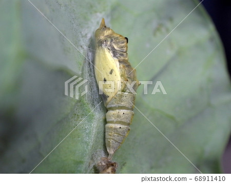 Chrysalis of a cabbage butterfly just before emergence 68911410