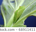 Pupa of Monstira butterfly 68911411