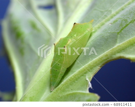 Pupa of Monstira butterfly Pupa of Monstira butterfly 68911411