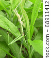 Grasshopper molting 68911412