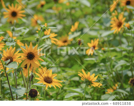 [Chiba] Sunflower sunflower in Narita dream farm 68911838