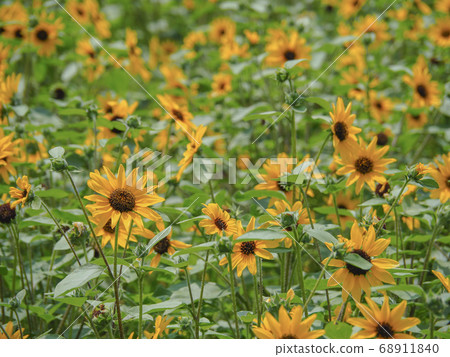 [Chiba] Sunflower sunflower in Narita dream farm 68911840
