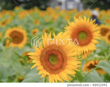 [Tokyo] Sunflower Garden Musashimurayama Sunflower 68912041