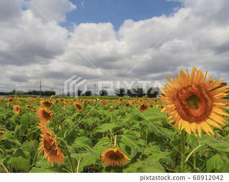 [Tokyo] Sunflower Garden Musashimurayama Sunflower 68912042