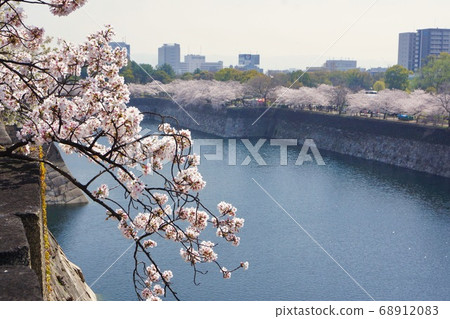 A row of cherry blossom trees in full bloom at Osaka Castle Park, Osaka City, Osaka Prefecture A row of cherry blossom trees in full bloom at Osaka Castle Park, Osaka City, Osaka Prefecture 68912083