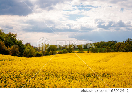 Beautiful field of yellow rape and green trees. Beautiful field of yellow rape and green trees. 68912642