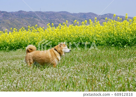 和歌山縣盛開的油菜田和柴犬和歌山市 照片素材 圖片 圖庫