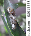 Swallowtail larvae 68913883