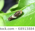 Swallowtail caterpillar (20 mm long) 68913884