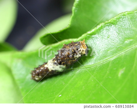 Swallowtail caterpillar (20 mm long) Swallowtail caterpillar (20 mm long) 68913884