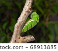 Swallowtail butterfly pupa 68913885