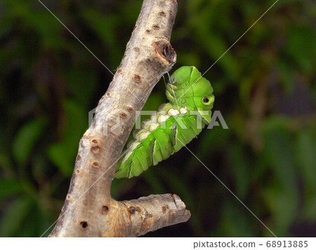 Swallowtail butterfly pupa Swallowtail butterfly pupa 68913885