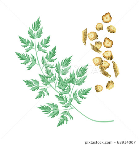 Bofu medicine herbal medicine watercolor illustration 68914007