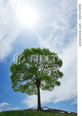 A tree in Odaka Ryokuchi Park <Nagoya City, Aichi Prefecture> 68914040