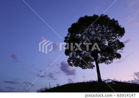 大高琉球公園的一棵樹<愛知縣名古屋市> 68914147