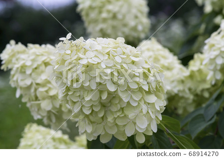 Tree hydrangea Tree hydrangea 68914270
