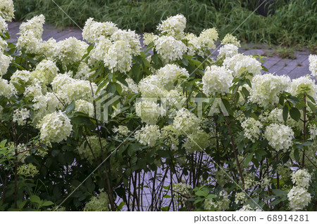 Tree hydrangea 68914281